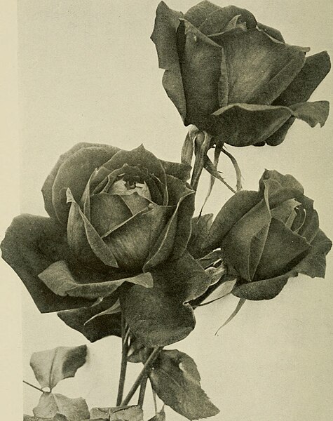 File:The American rose annual (1917) (17974222349).jpg