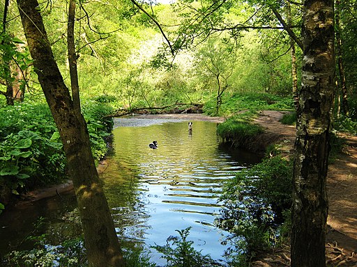 The River Lostock in Cuerden Valley - geograph.org.uk - 1971217