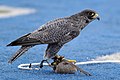 The U.S. Air Force Academy (USAFA) mascot, Apollo, sits on the lure after completing a halftime show during the USAFA Falcons football game against the Idaho State Bengals at Falcon Stadium in Colorado Springs 120901-F-JM997-919.jpg