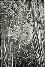 Thumbnail for File:The birds of the British Isles and their eggs (1919) (14755751395).jpg