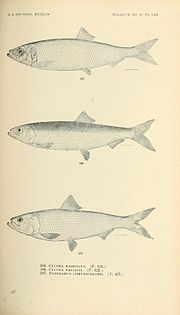 Thumbnail for File:The fishes of North and Middle America (Pl. LXX) (7983333607).jpg