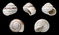 * Nomination Shell of a Fuerteventuran land snail, Theba arinagae --Llez 06:16, 22 June 2014 (UTC) * Promotion Good quality. --Poco a poco 09:36, 22 June 2014 (UTC)