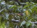 File:Thick-billed Green-pigeon.ogv