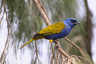 Blue-capped tanager Species of bird