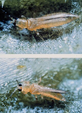 <i>Thrips palmi</i> Species of thrip