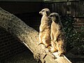 * Nomination Two Meerkats (Suricata suricatta) in Zoo Cottbus --Redrobsche 15:30, 24 December 2011 (UTC) * Decline Too dark. --NorbertNagel 22:31, 24 December 2011 (UTC)