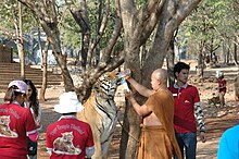 A tiger being fed in Thailand's Tiger Temple.