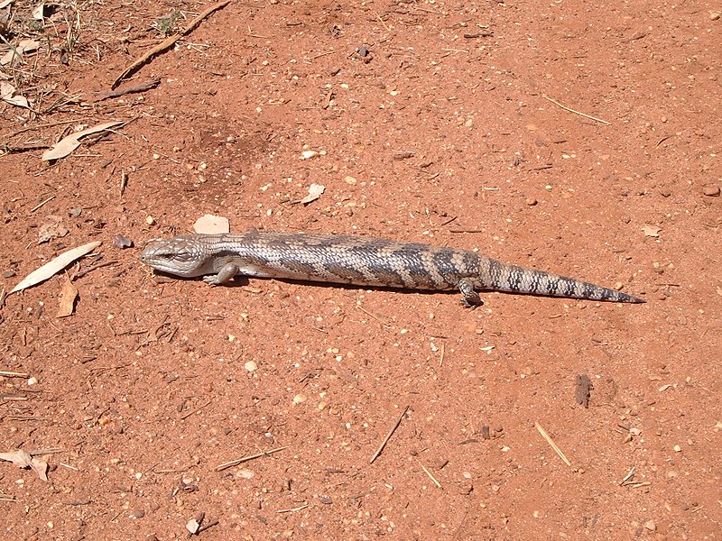 File:Tiliqua scincoides scincoides 3.jpg