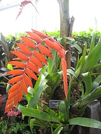 Tillandsia dyeriana.jpg