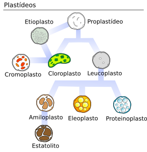 Tipos de plastídeos.svg