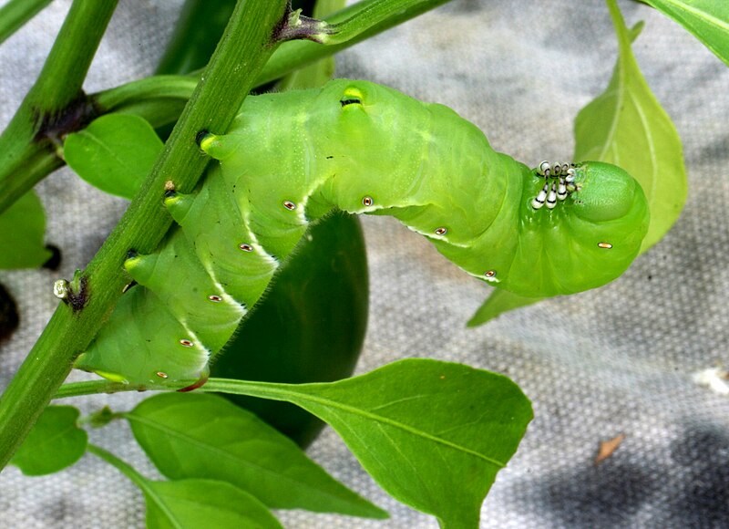 File:Tobacco hornworm 3.jpg