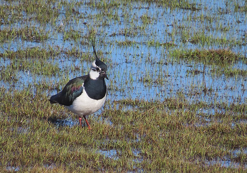 File:Tofsvipa Northern Lapwing (20342762872).jpg