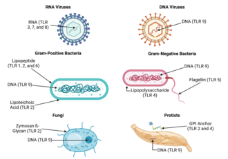 Toll-Like Receptor (TLR) ligands among RNA and DNA viruses, Gram-positive and Gram-negative bacteria, fungi, and protists Toll-Like Receptors (TLRs).png