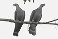 Topknot Pigeons, Julatten, Queensland 2.jpg