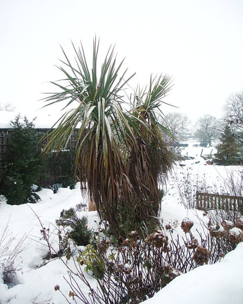 File:Tough times for palm trees - geograph.org.uk - 1660369.jpg