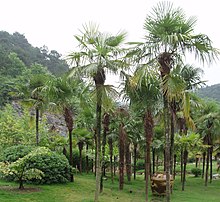 TrachycarpusFortunei.jpg