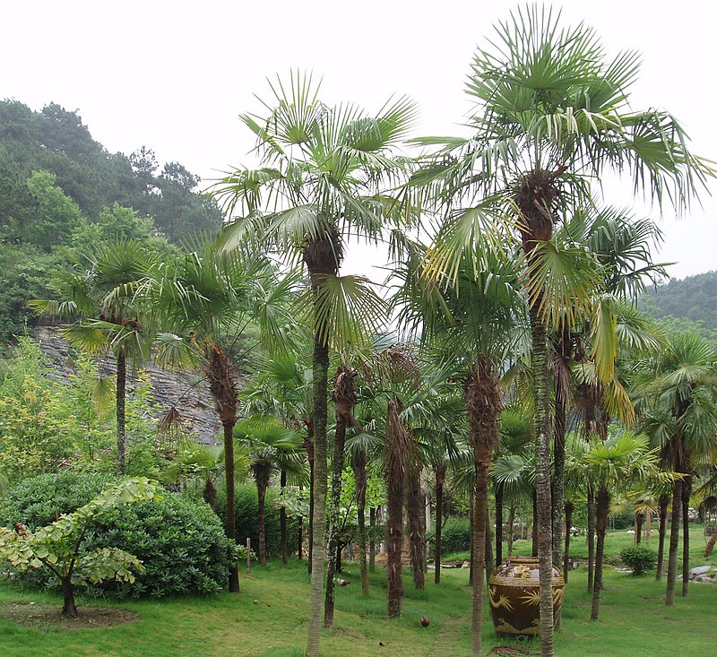 Trachycarpus fortunei - Wikipedia