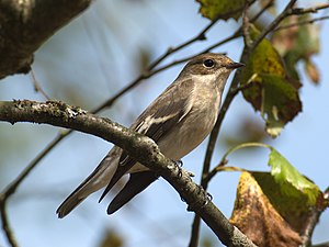 European Pied Flycatcher