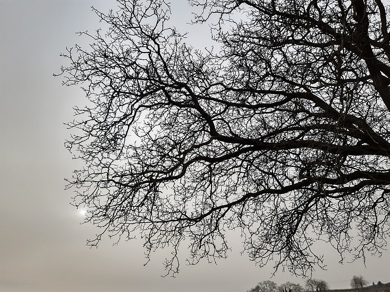 File:Tree silhouette, Vollrads.jpg