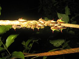 imagines and nymphs in Monteverde, Costa Rica