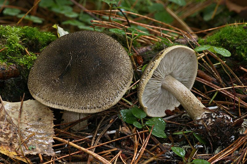 File:Tricholoma cf. squarrulosum (15269607362).jpg