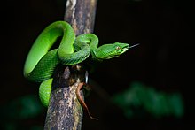 Egy kis ág köré tekeredő zöld kígyó bámul valamit, és kinyújtja a nyelvét.
