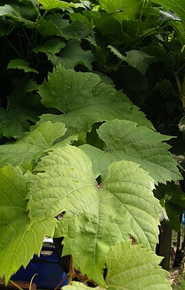 The large, three-lobed leaves of Triomphe d'Alsace Triomphe leaves.JPG