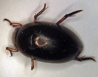 <i>Tropisternus blatchleyi</i> Species of beetle
