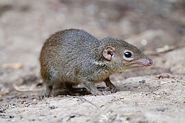 יונקים: סיווג ומיון של היונקים, מאפיינים אנטומיים ופיזיולוגים של היונקים, אנטומיה ופיזיולוגיה