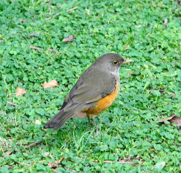 File:Turdus rufiventris.JPG