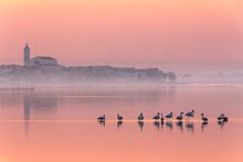 Stormo di fenicotteri sul lago di Lesina, Puglia