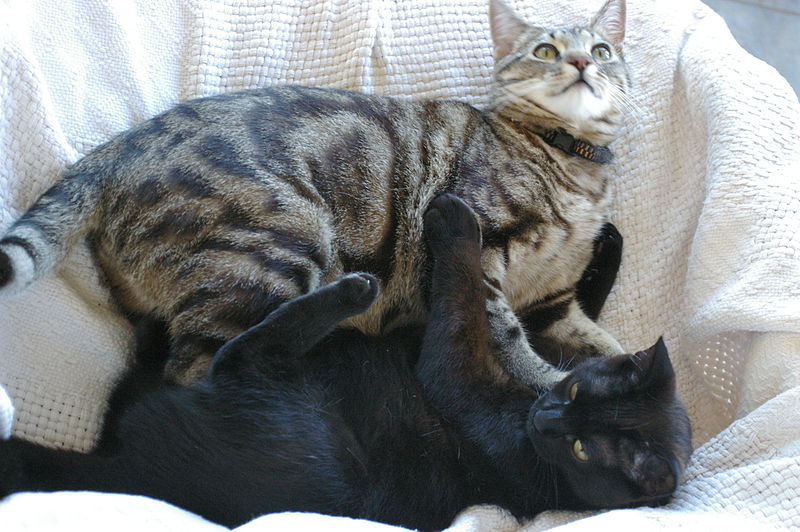 File:Two housecats wrestling.jpg