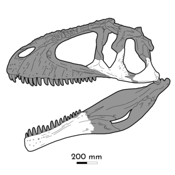 Tyrannotitan skull reconstruction.png