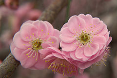 Plum blossom