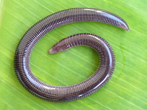 Descrição da imagem Uraeotyphlus interruptus habitus.JPG.