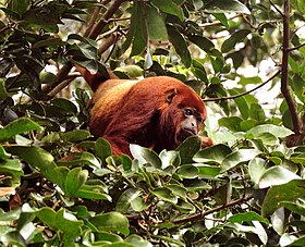 A. arctoidea em Hato el Cedral, Venezuela.