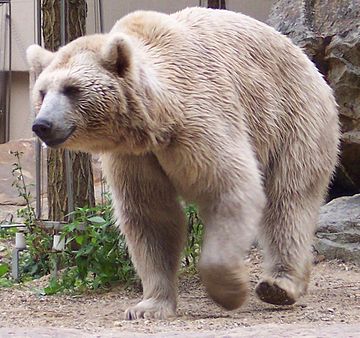 Syrian brown bear