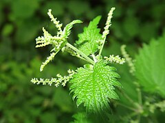 上部の葉腋についた雌花序。