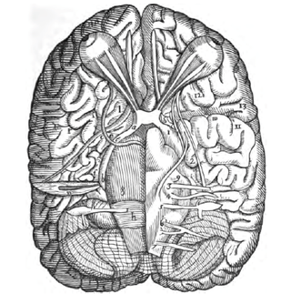 <span class="mw-page-title-main">Costanzo Varolio</span>