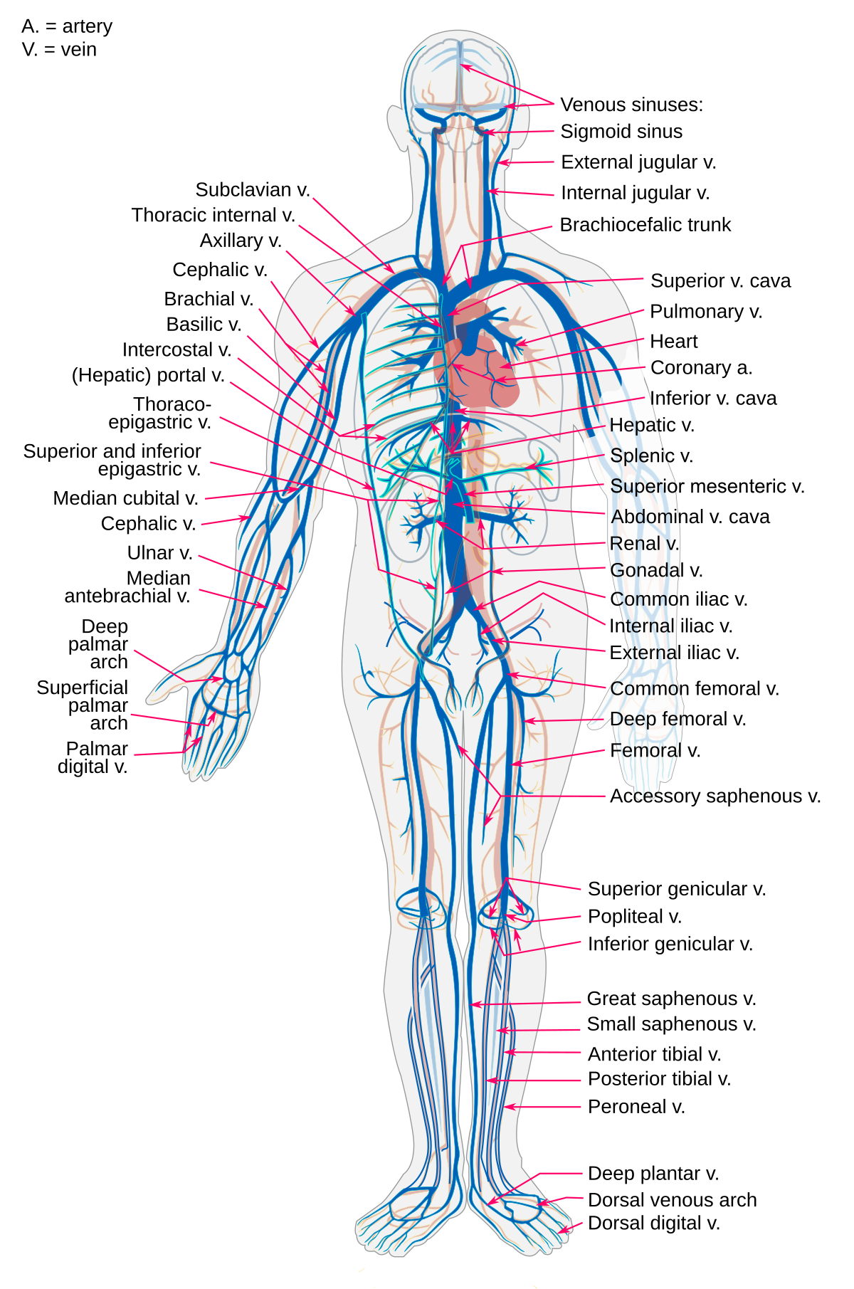 systemic veins carry and systemic arteries carry)