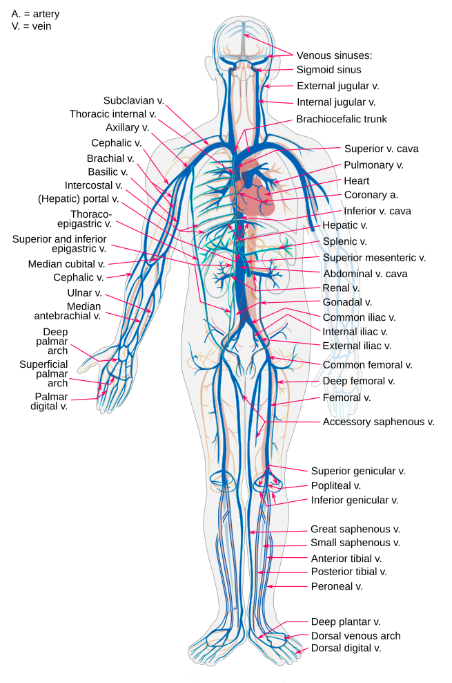 Download Vessel Vs Vein What S The Difference Ask Difference