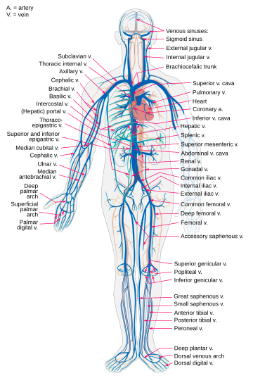 Ader (anatomie)