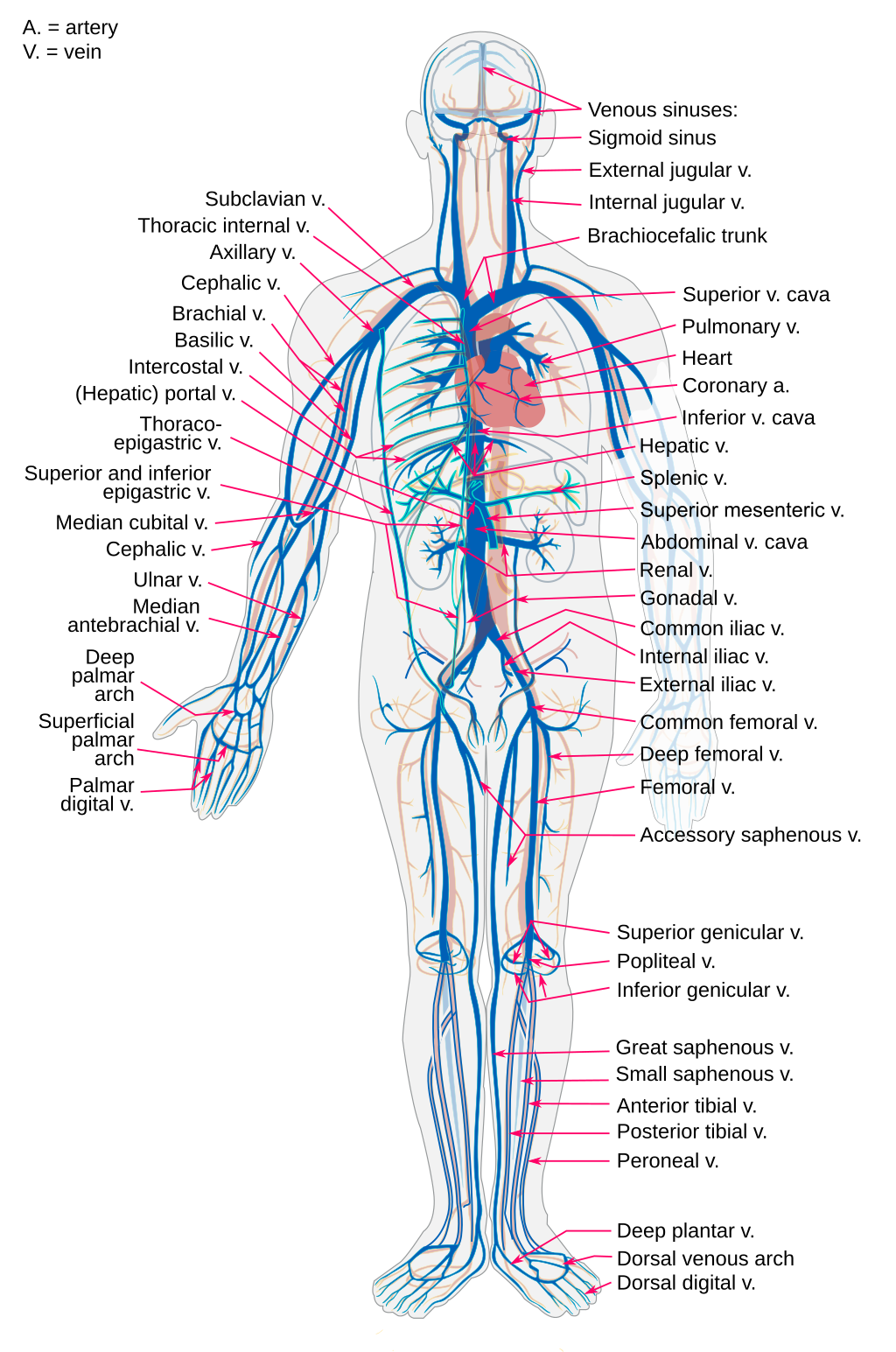 Нижние конечности: анатомия и особенности их венозной системы