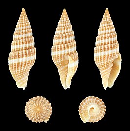 Vexillum (Costellaria) obeliscus