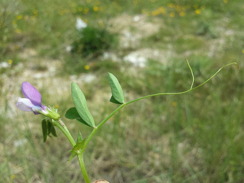 File:Vicia bithynica sl3.jpg