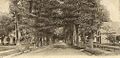 メドウ通り、1906年頃