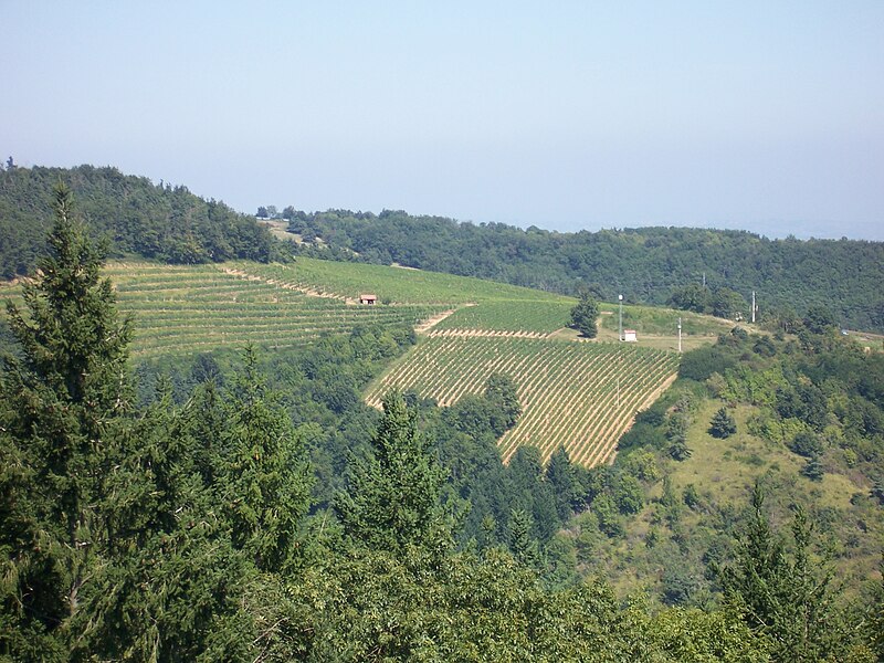 File:Vignoble du Côtes-du-forez.jpg