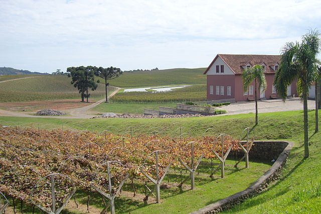 Vineyards in Rio Grande do Sul.