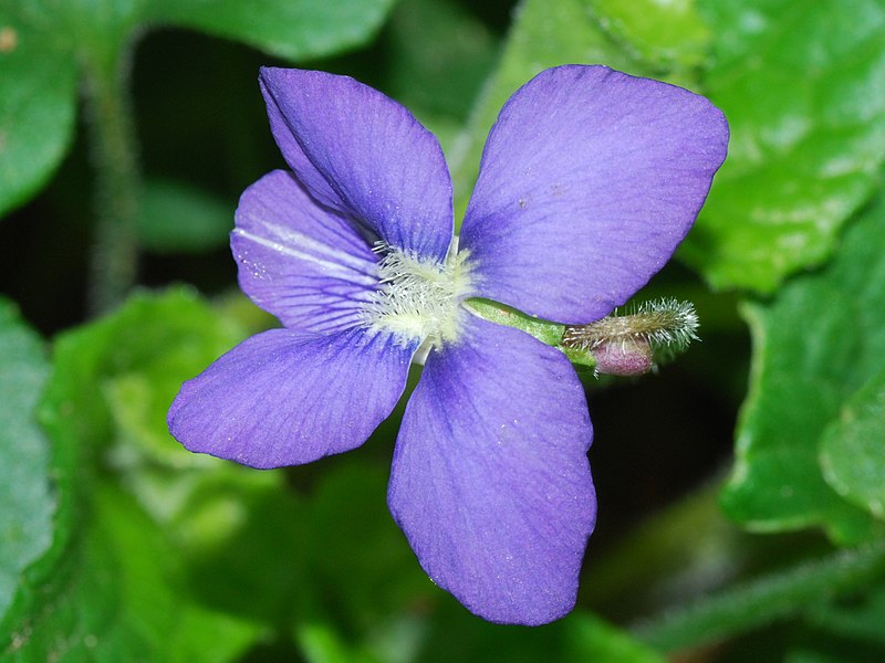 File:Viola nephrophylla (4600731762) 4x3.jpg