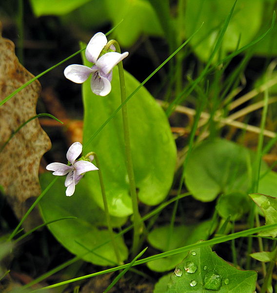 File:Viola palustris1.JPG